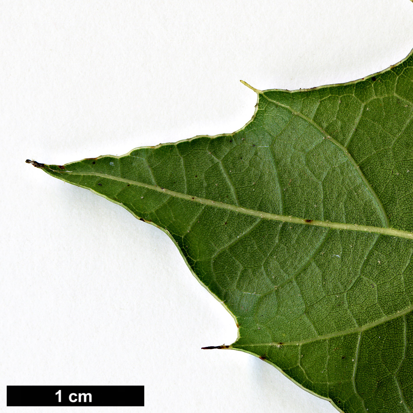 High resolution image: Family: Fagaceae - Genus: Quercus - Taxon: cortesii